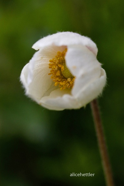 Gro__es Windr__schen _Anemone sylvestris_ 2.jpg